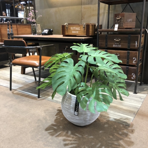 PBM0012 / MONSTERA Potted