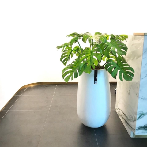 PBM0011 / Monstera Potted