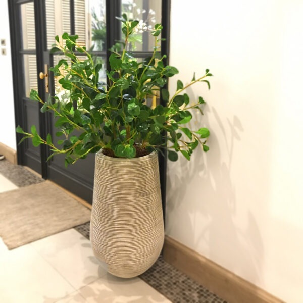PBL0006 / Large Maple in potted