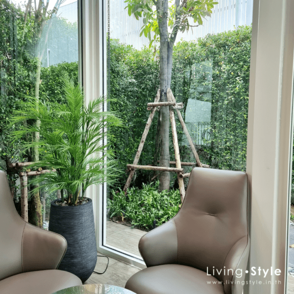 PPL0034 Bamboo Palm with Fiber Cement Pot
